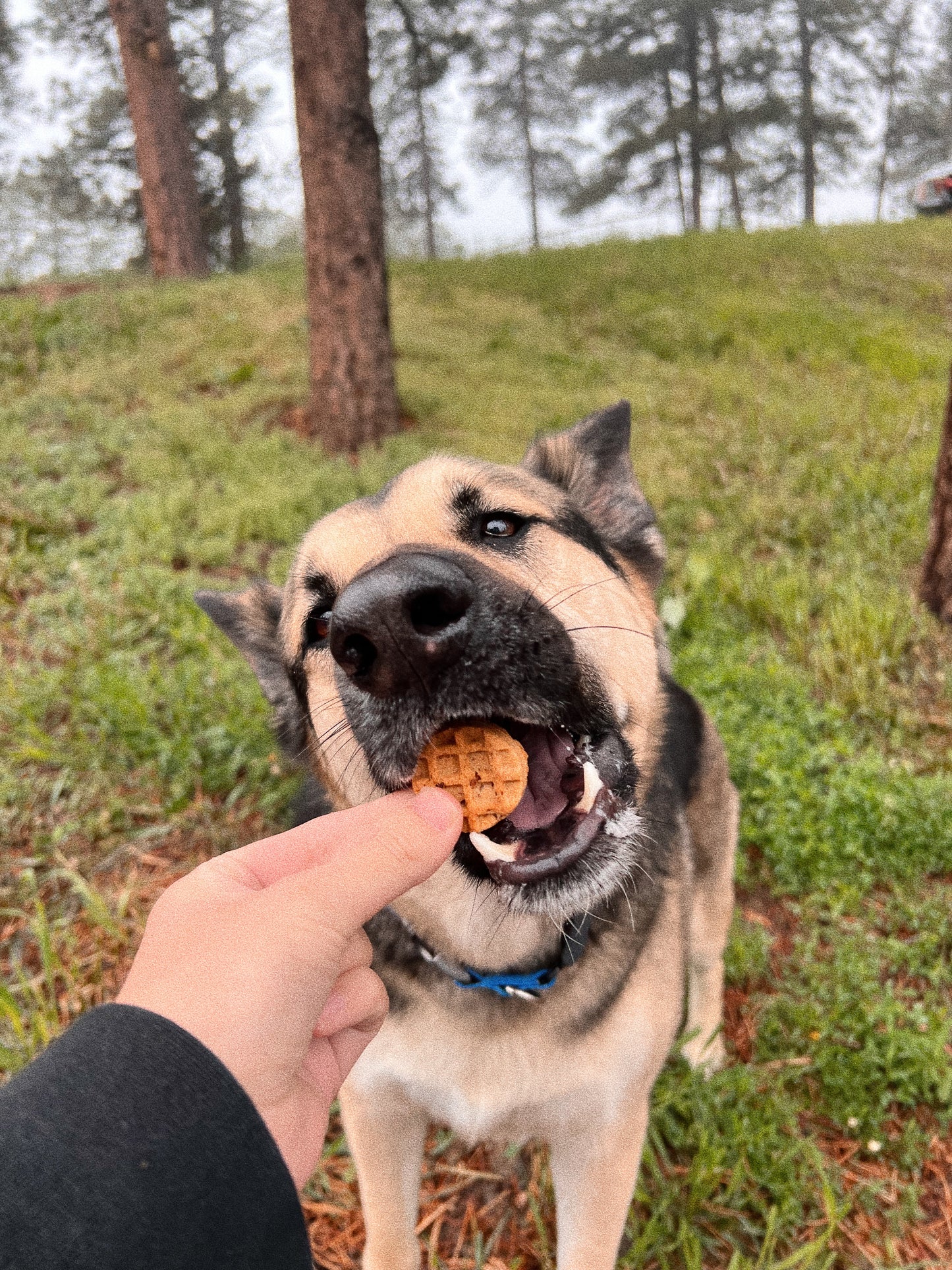 Maple Bacon Woofles
