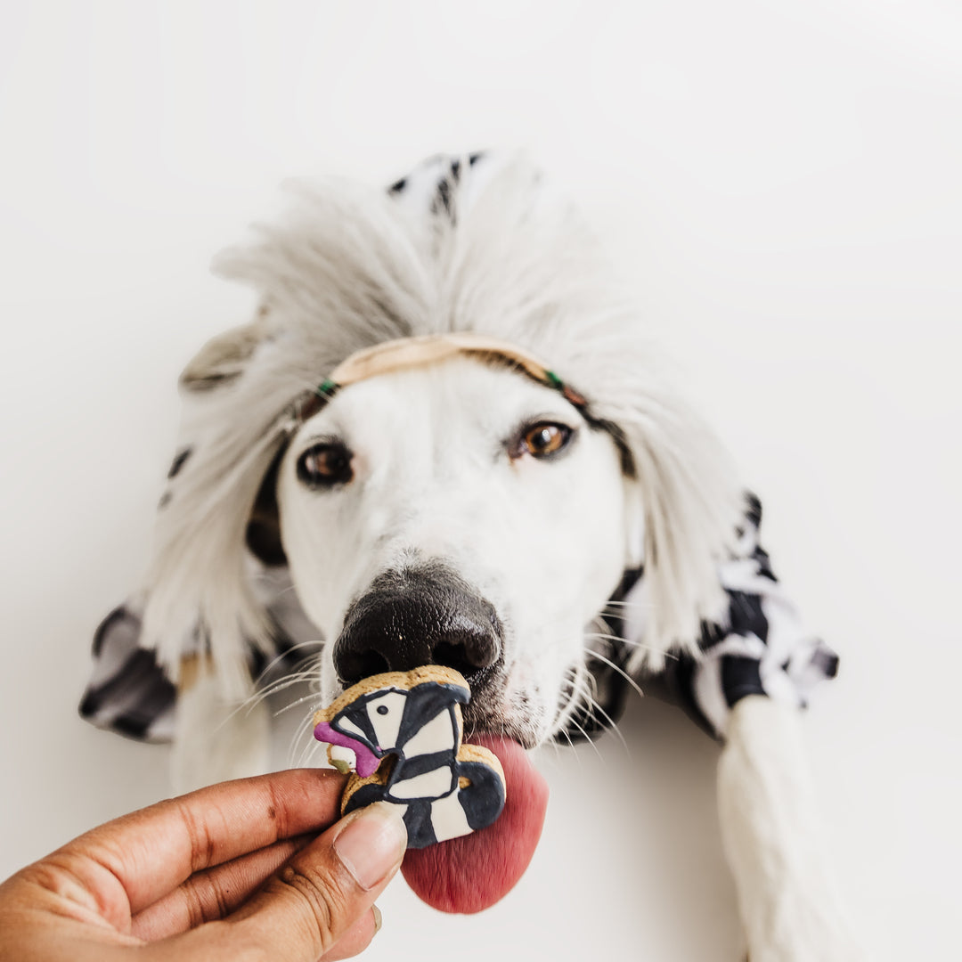 It's Showtime! Treat Pack