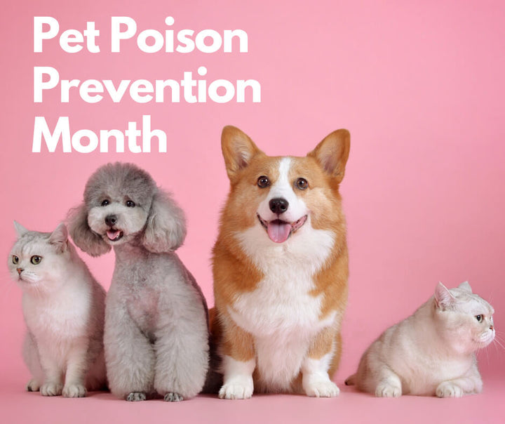 March is National Pet Poison Prevention Awareness Month: What Every Dog Parent Needs to Know