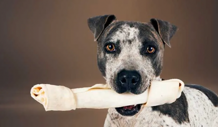 Are Rawhides Safe for Dogs? What Every Pet Parent Should Know