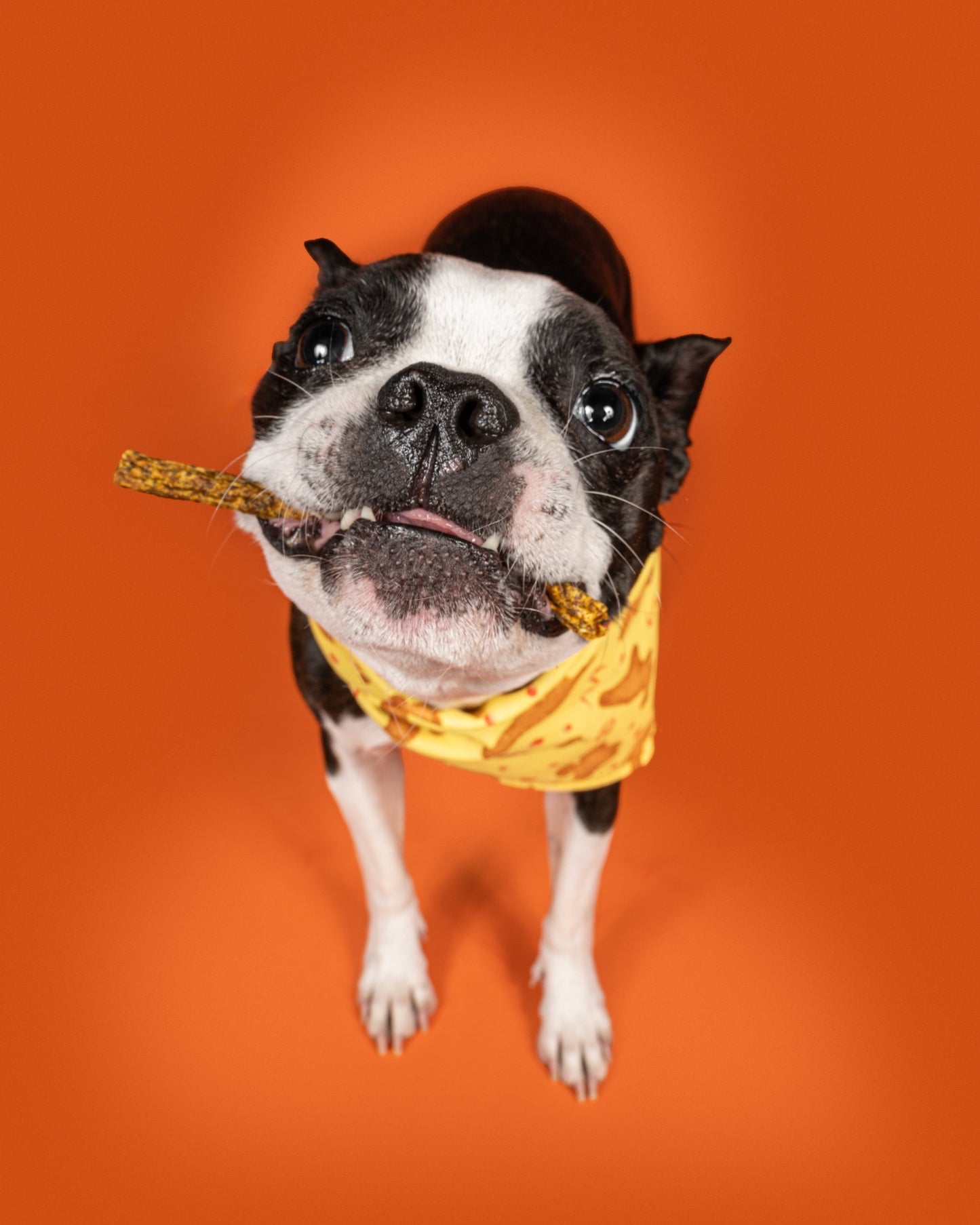 Chick N' Pupkin Sticks