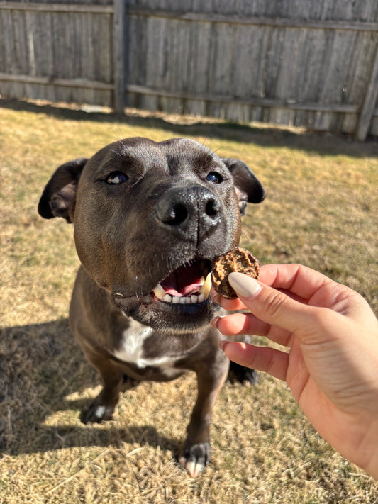 Bison Bites