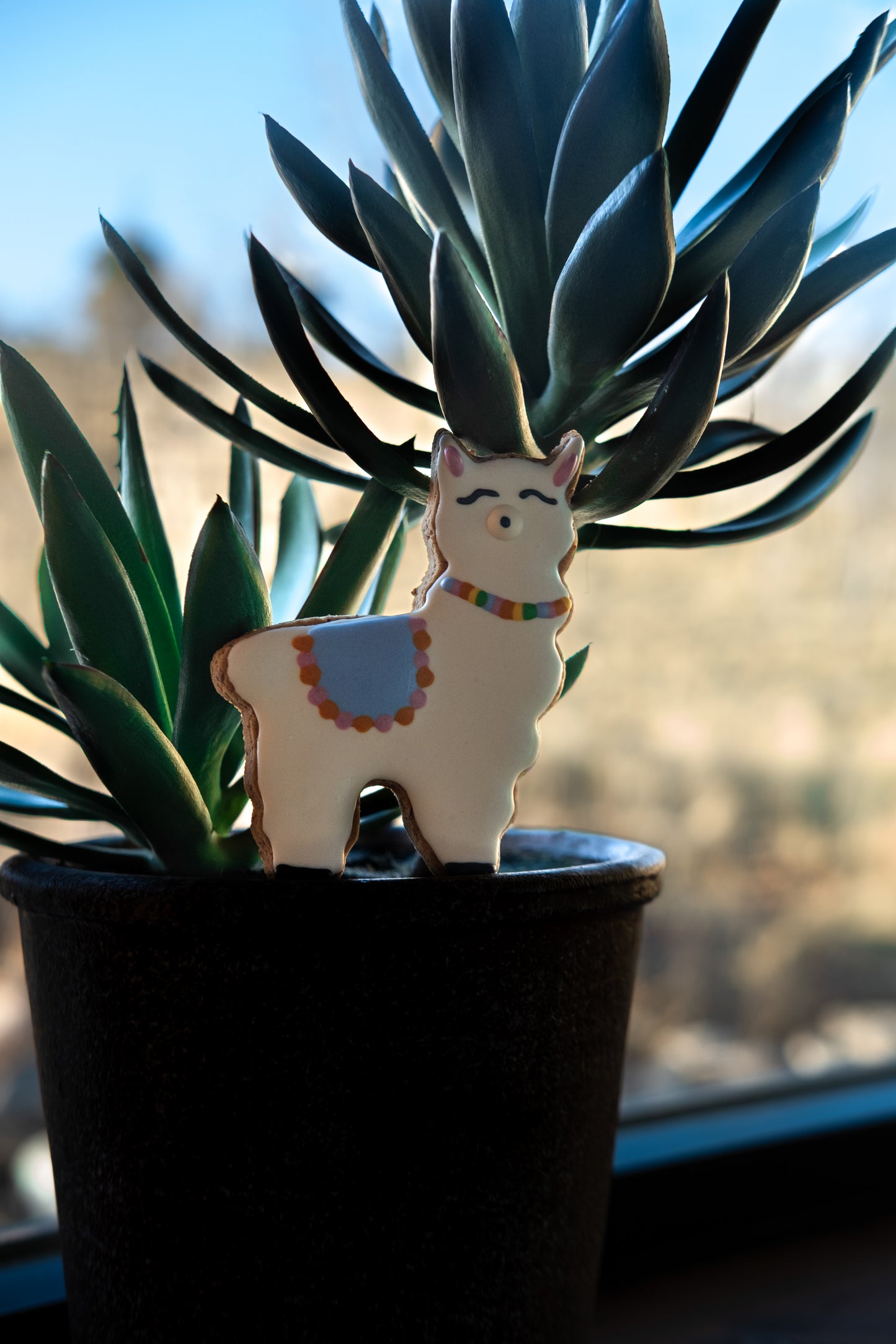 Cutie Llama