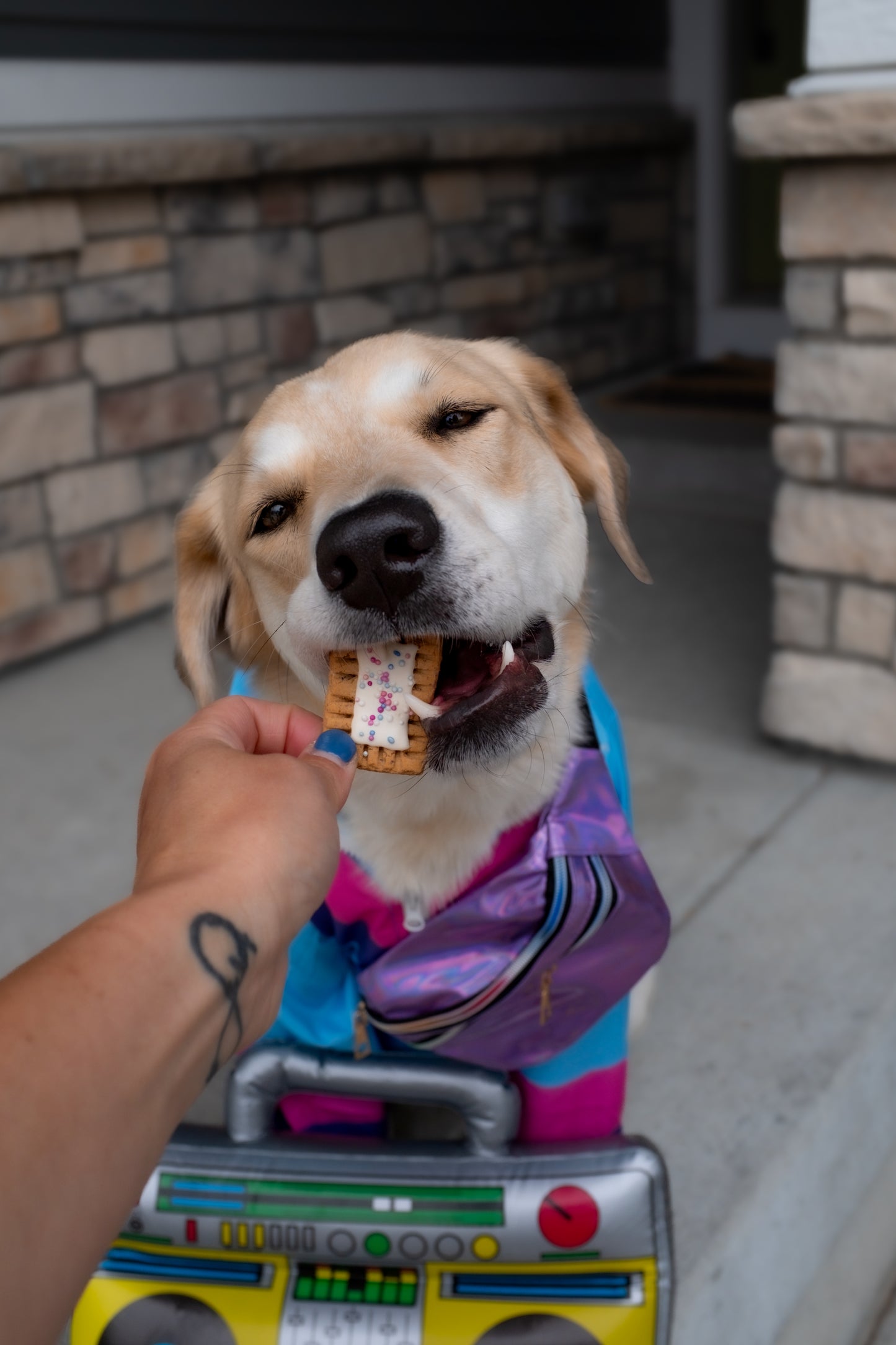 PupTarts